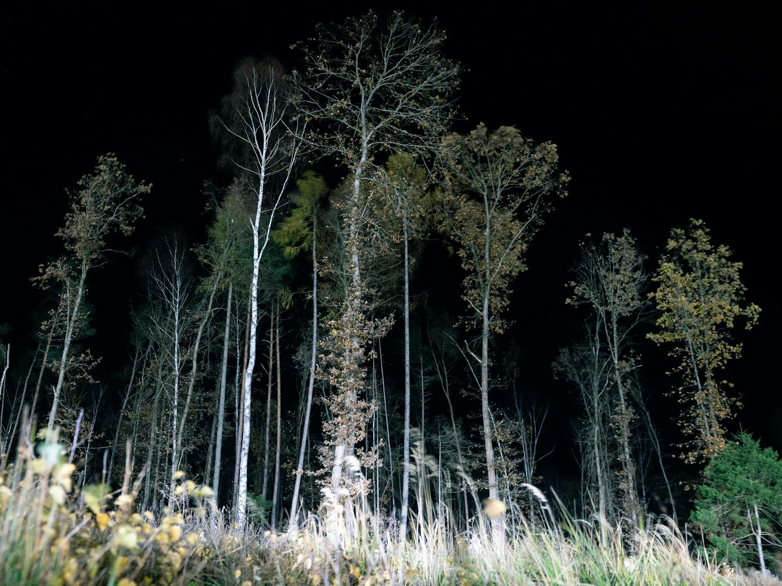 A row of uplit trees along a drive