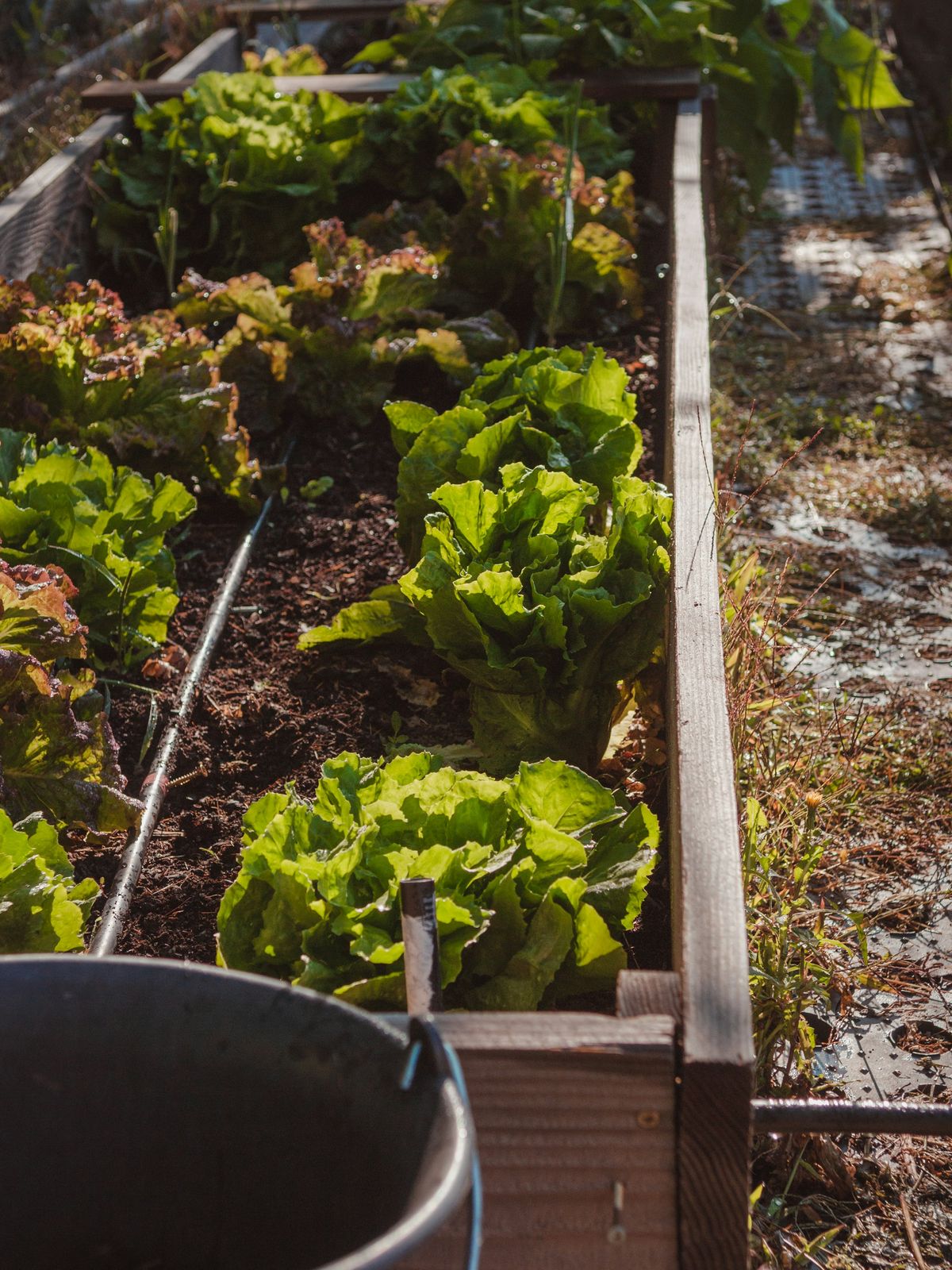 Drip line laid in raised garden beds
