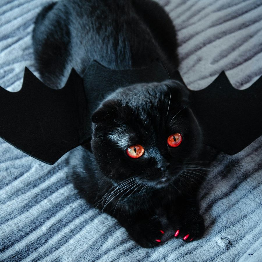 A cat in bat wings