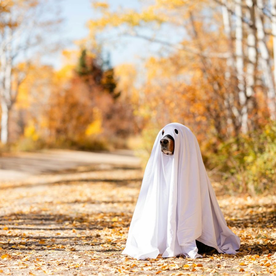 Tiny Ghost Pet Cape