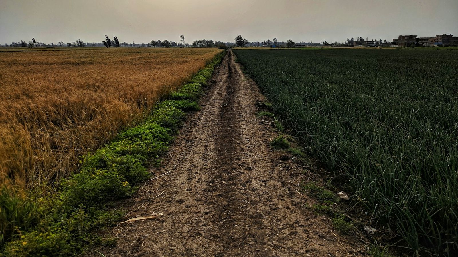 A farm lane between fields