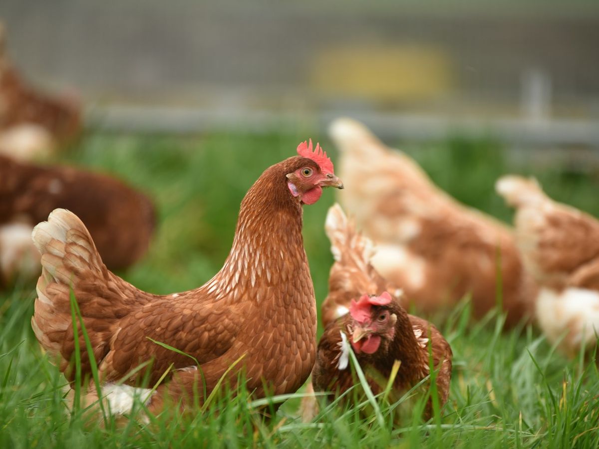 Hens in the grass