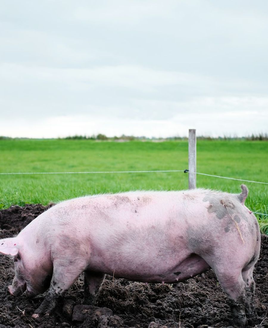 A pig in the pasture