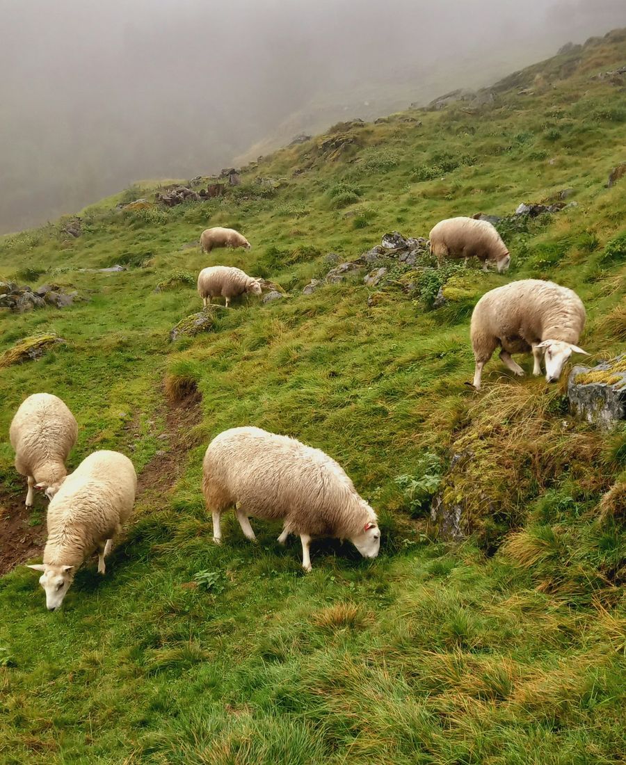 Sheep on a hillside