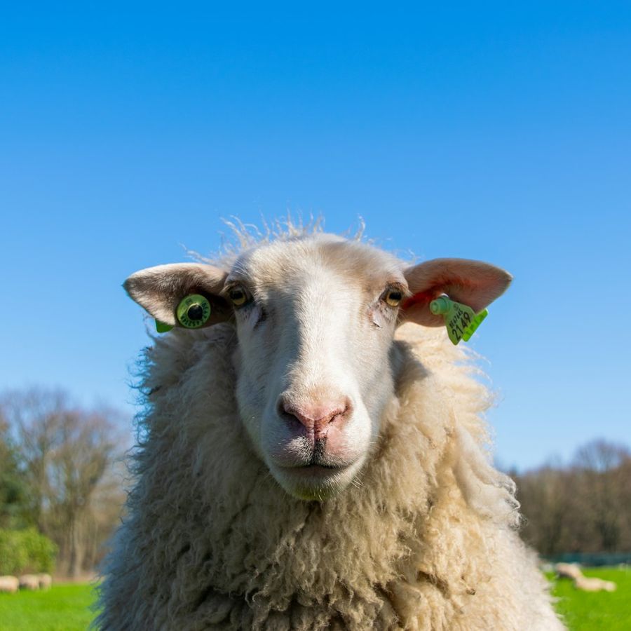 A sheep in the pasture