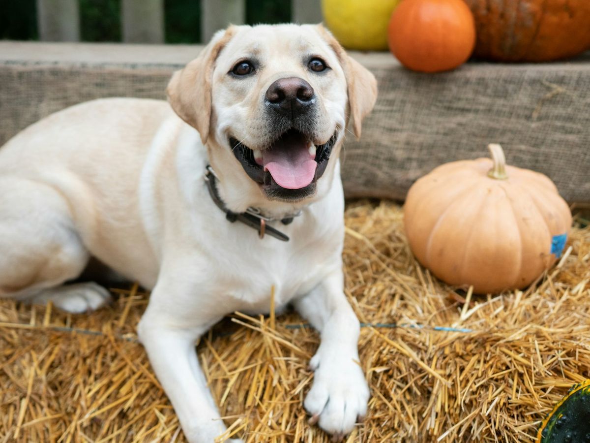 A dog on hay bales