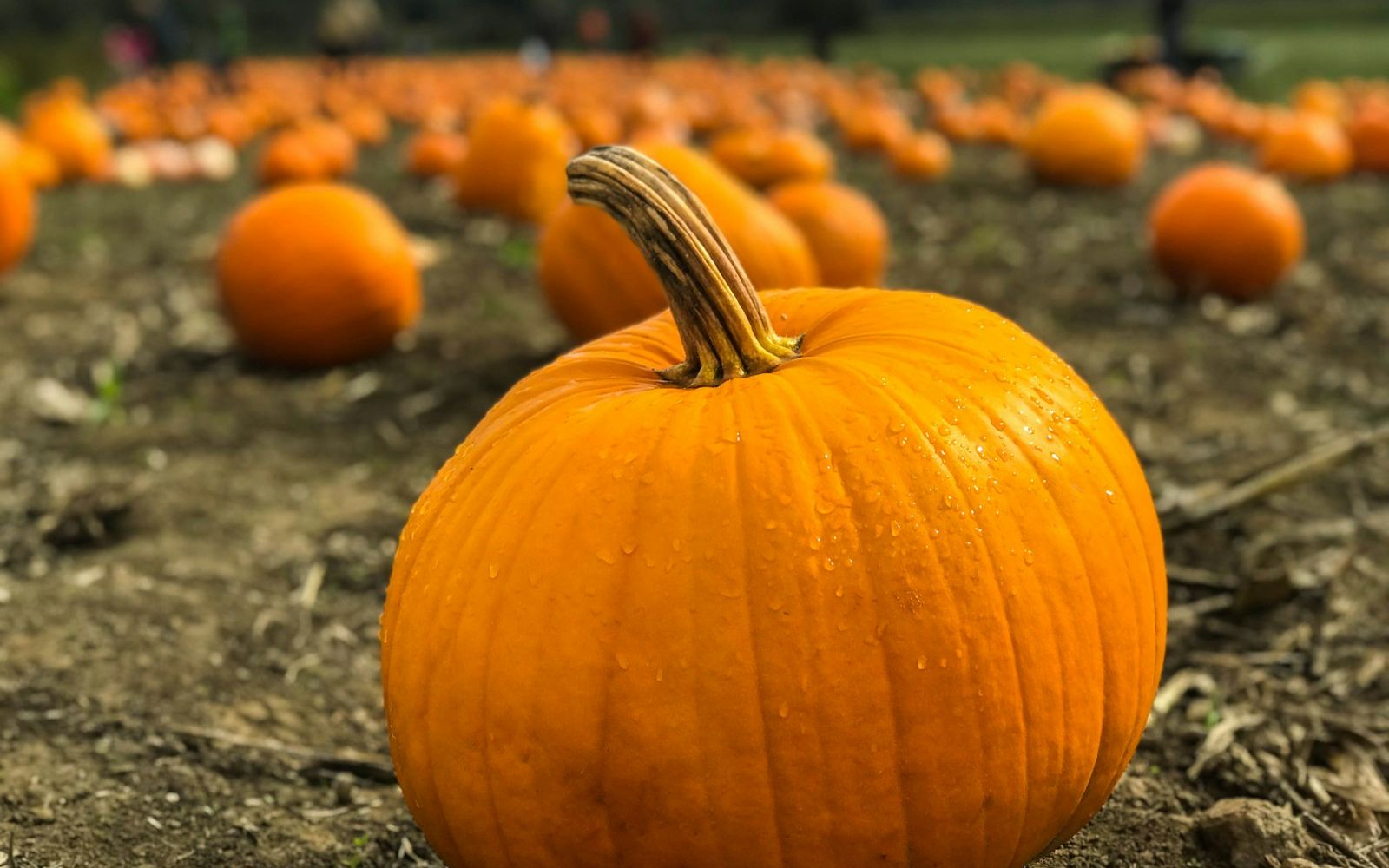 A big pumpkin in a pumpkin field