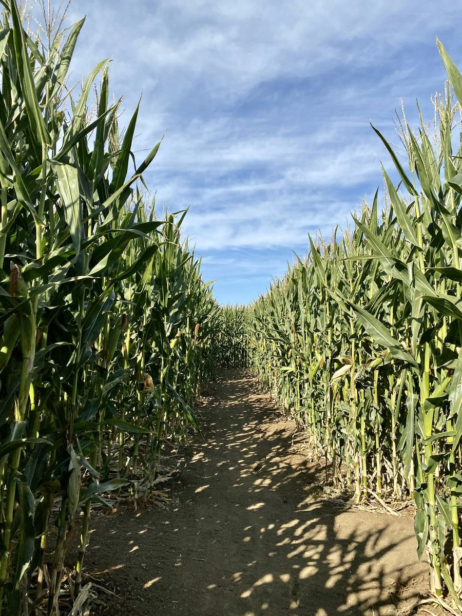 Entry + Corn Maze