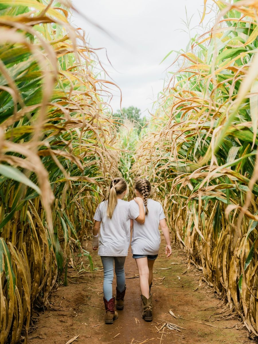 Two people walking a corn maze