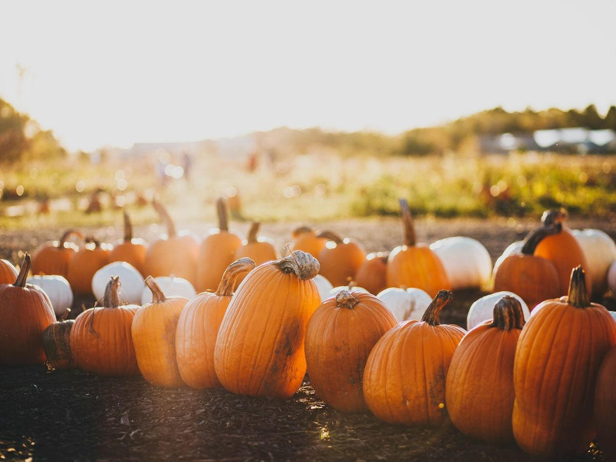 Rows of pumpkins